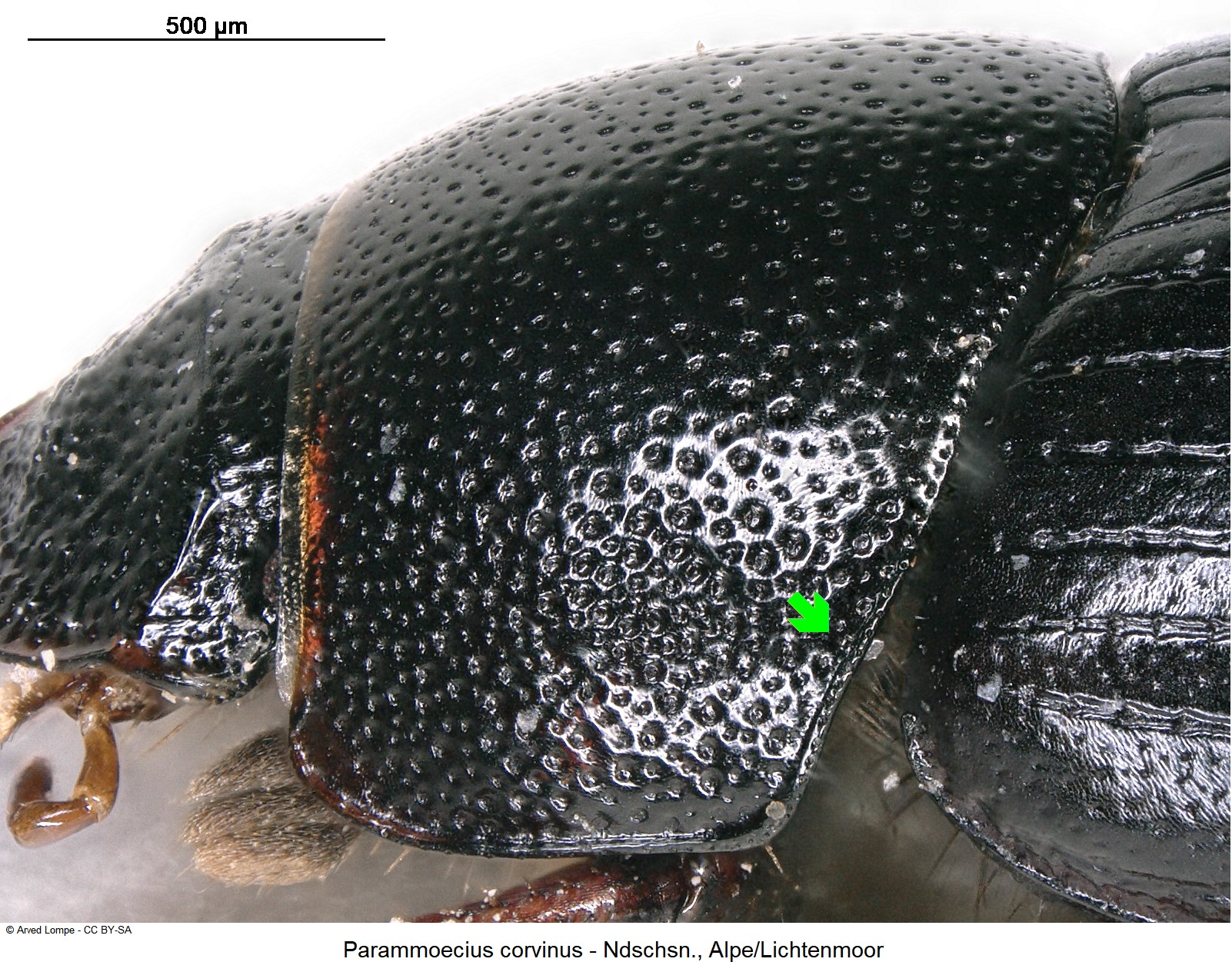 parammoecius_corvinus_ck21499_sa_vk.jpg