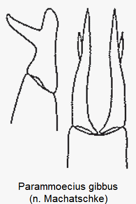 parammoecius_gibbus.gif