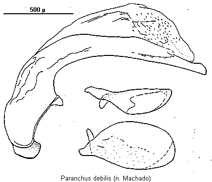 paranchus_debilis.gif