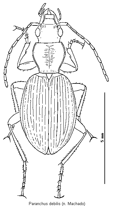 paranchus_debilis_hab.gif