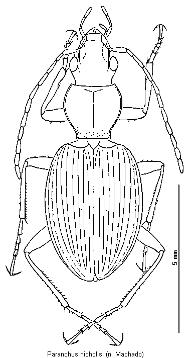 paranchus_nichollsi_hab.gif