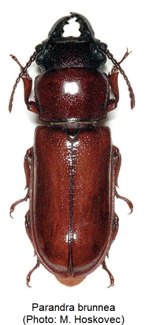 parandra_brunnea_hab.jpg