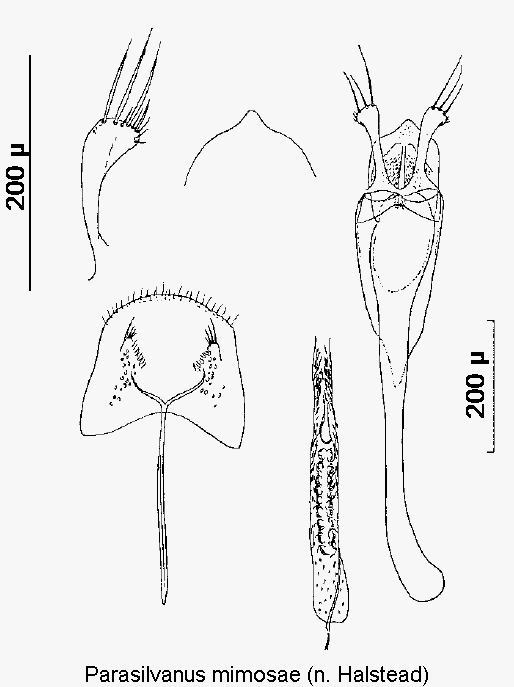 parasilvanus_mimosae.gif