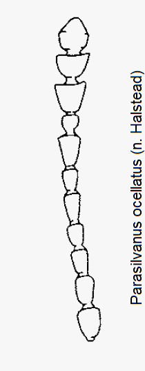 parasilvanus_ocellatus_k.gif