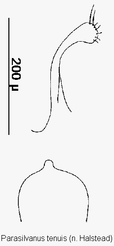 parasilvanus_tenuis.gif