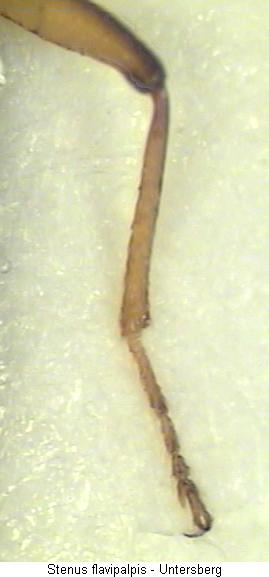 parastenus_flavipalpis_hschn.jpg