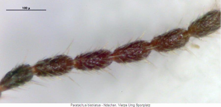 paratachys_bistriatus_f.jpg