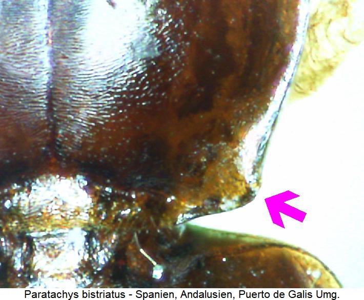 paratachys_bistriatus_hsch.jpg