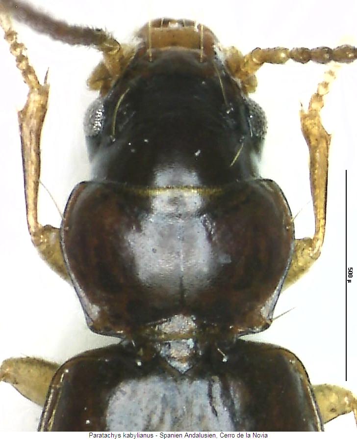 paratachys_kabylianus_vk.jpg