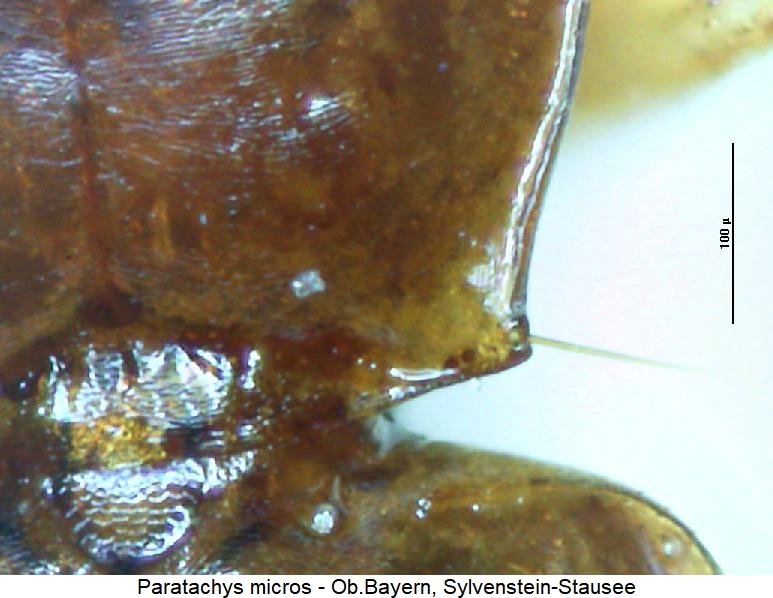 paratachys_micros_hsch2.jpg
