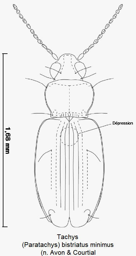 paratachys_minimus_hab.gif