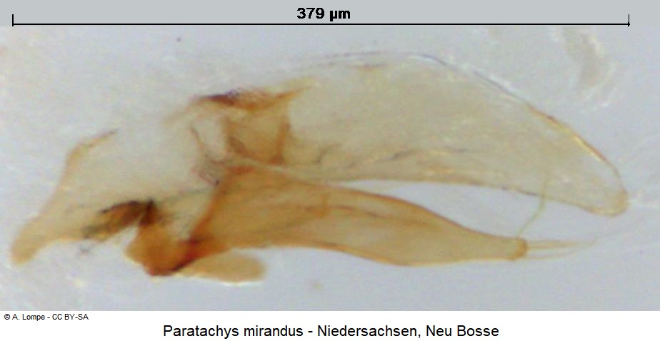 paratachys_mirandus.jpg