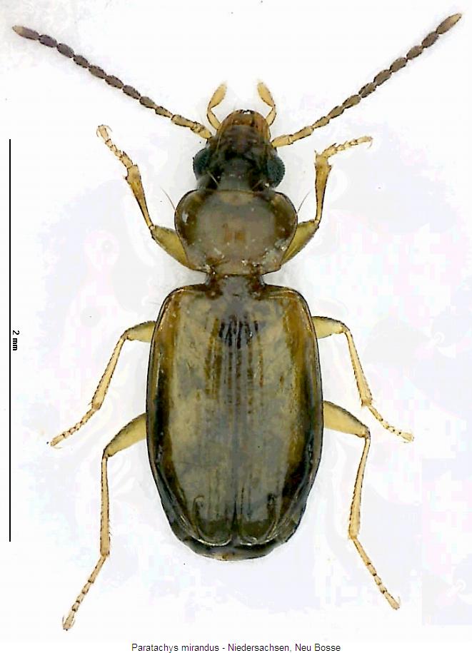 paratachys_mirandus_hab.jpg