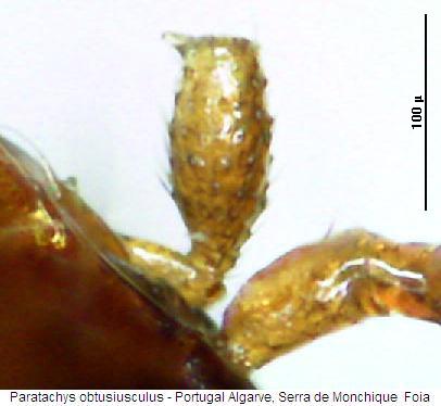 paratachys_obtusiusculus_ts.jpg