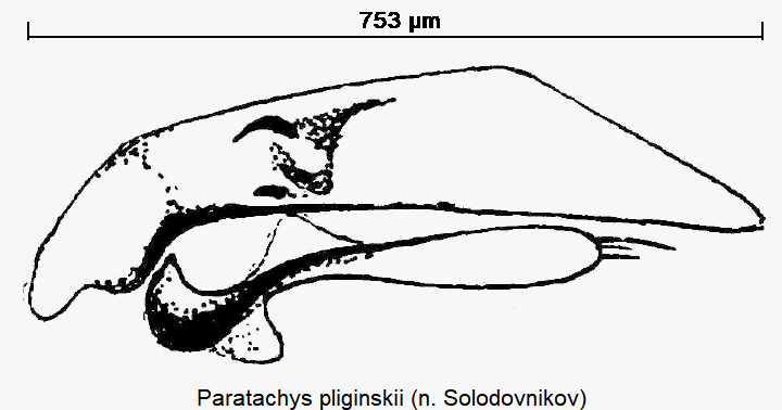 paratachys_pliginskii.gif