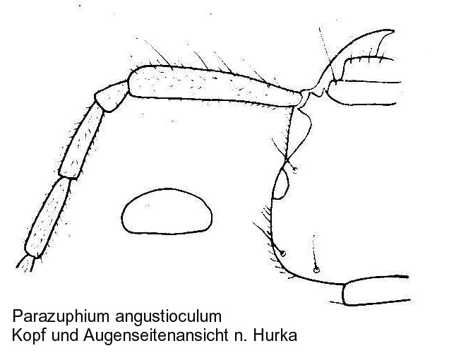 parazuphium_angustioculum_kopf.jpg