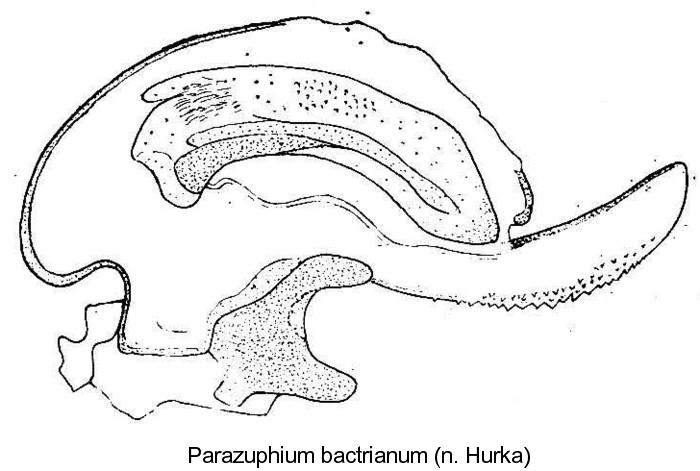 parazuphium_bactrianum_aed.jpg
