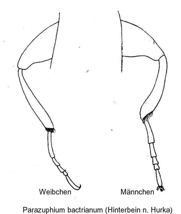 parazuphium_bactrianum_hb.jpg