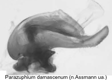 parazuphium_damascenum_aed.jpg
