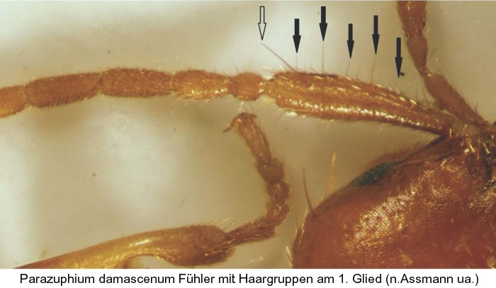parazuphium_damascenum_f.jpg