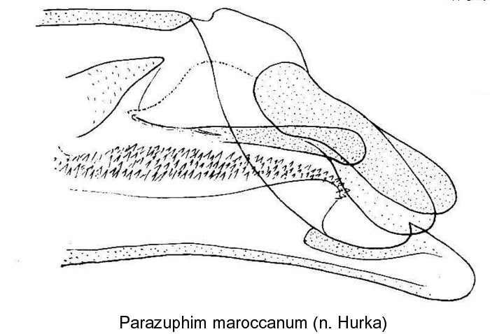 parazuphium_maroccanum_aed.jpg
