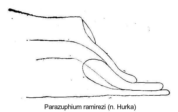 parazuphium_ramirezi_aed.jpg