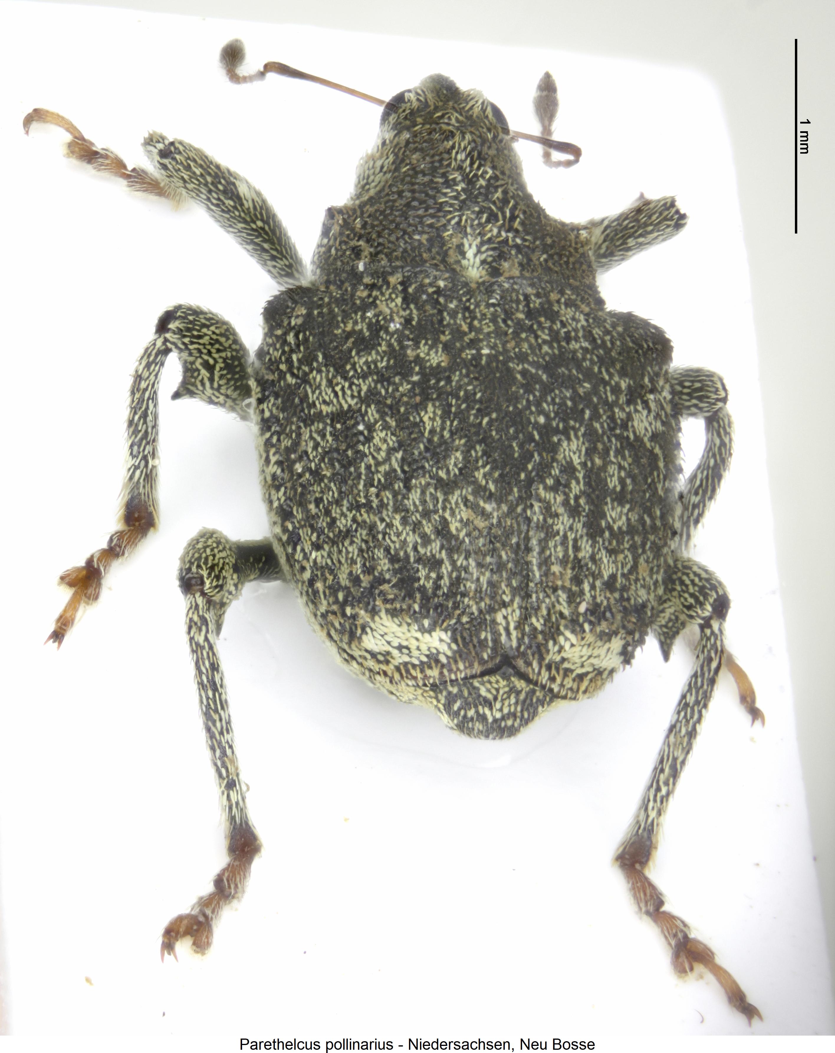 parethelcus_pollinarius_pyg.jpg