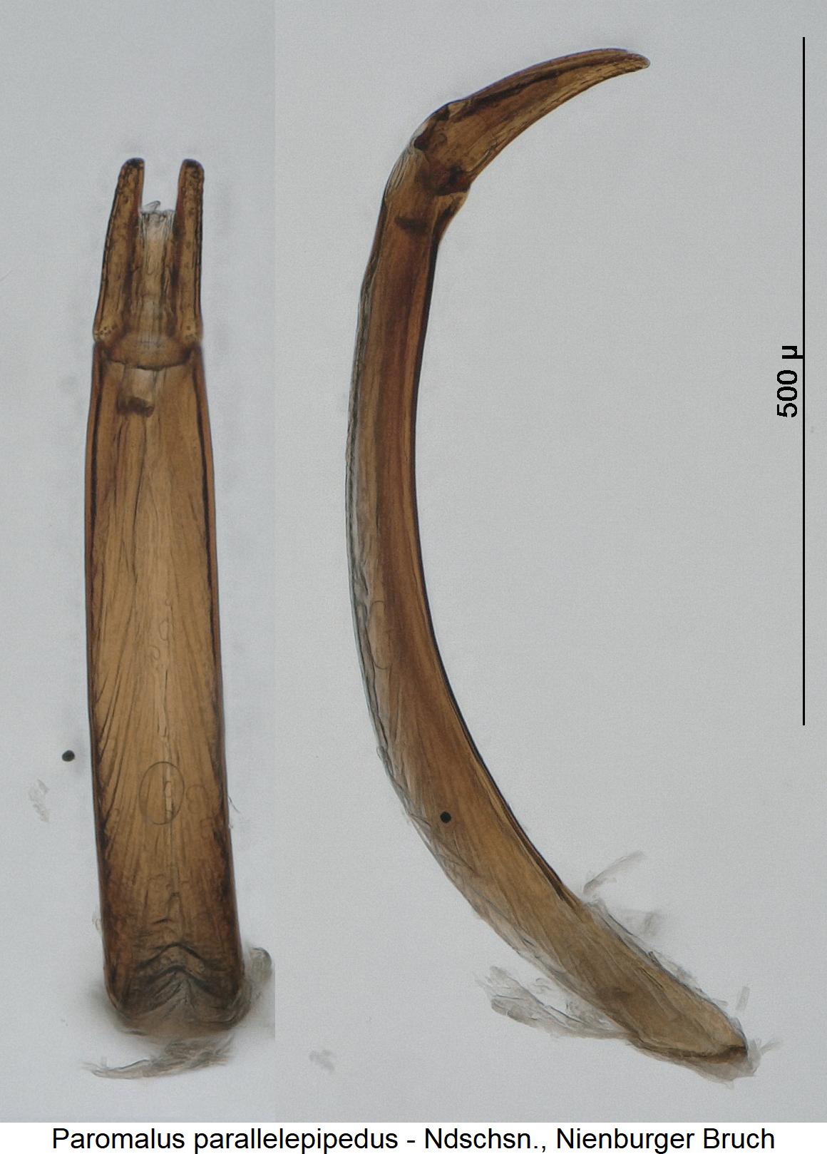 paromalus_parallelepipedus.jpg