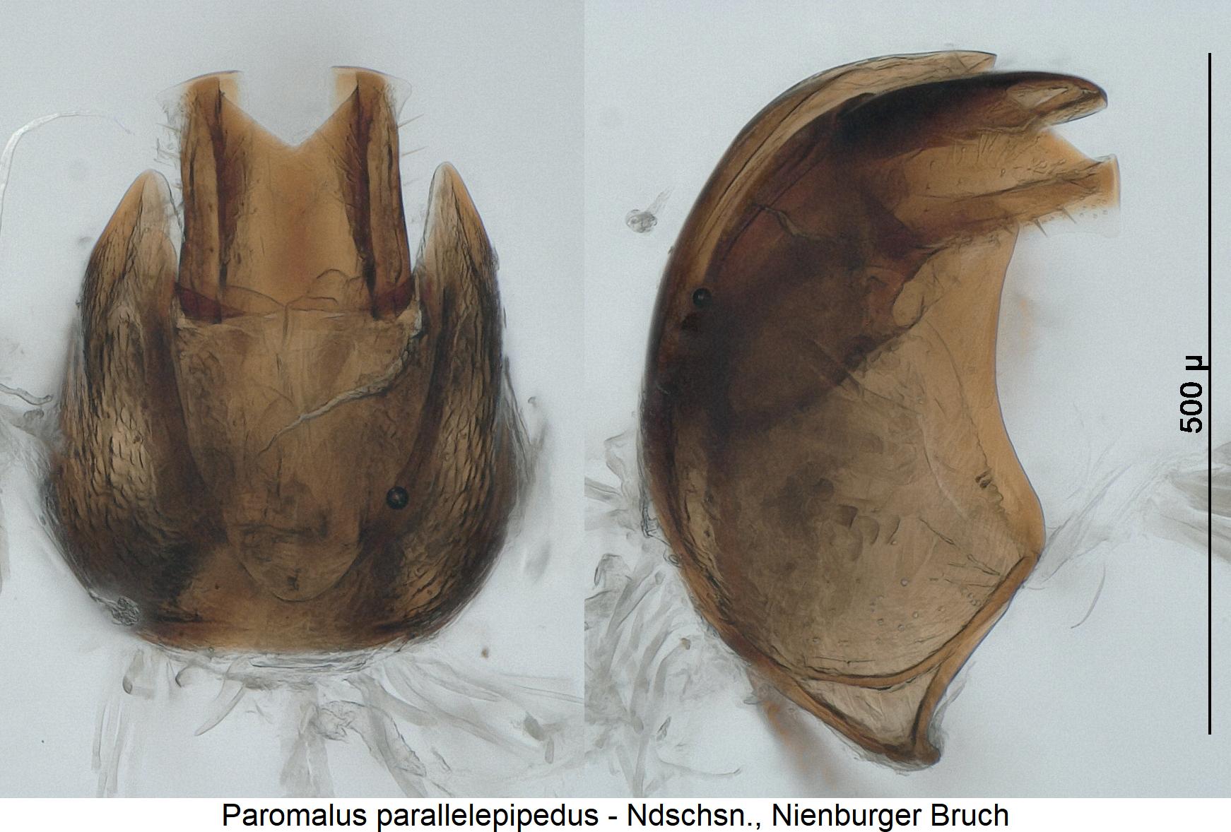 paromalus_parallelepipedus_ter.jpg