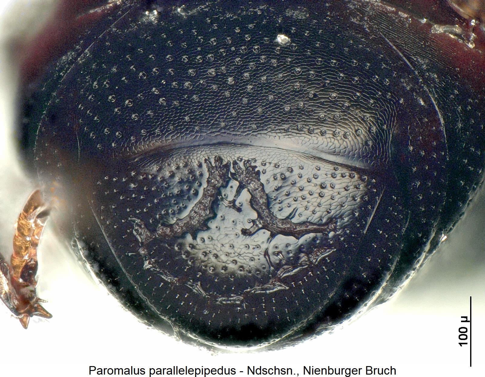 paromalus_parallelepipedus_w_pyg.jpg