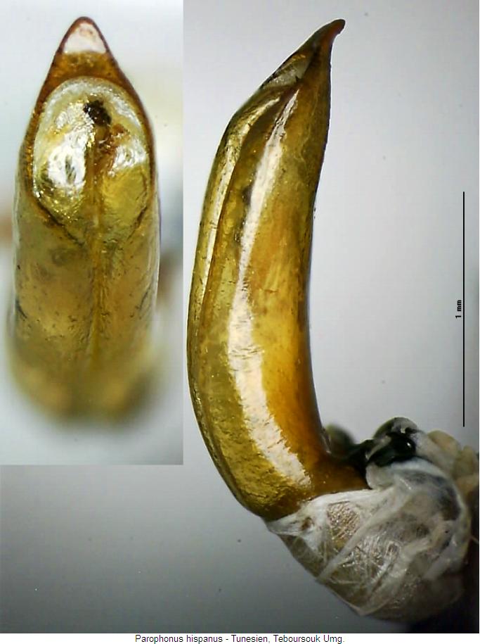 parophonus_hispanus.jpg