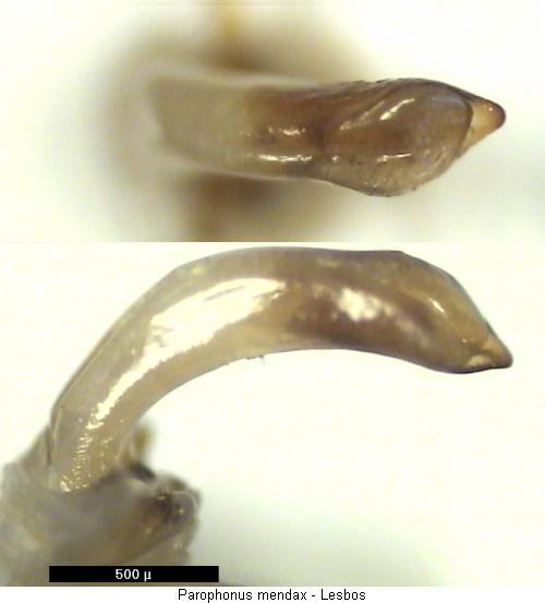 parophonus_mendax.jpg