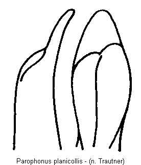 parophonus_planicollis2.gif