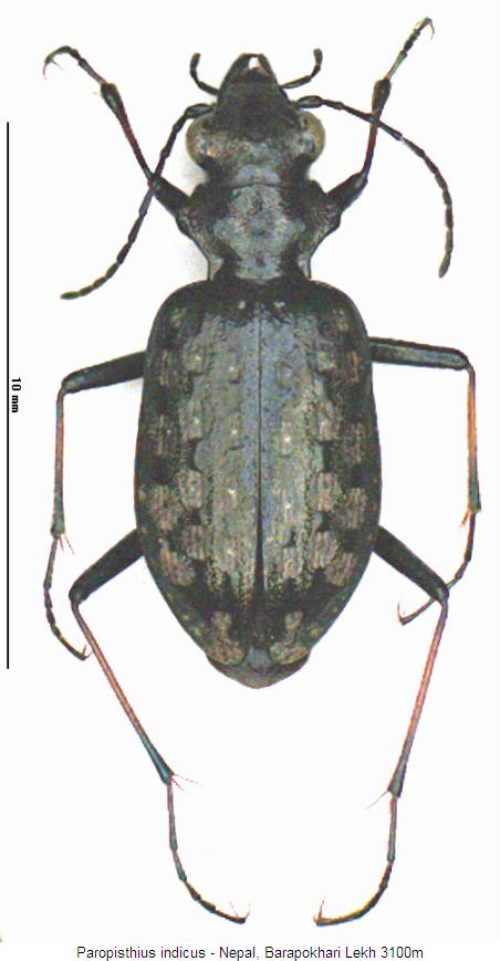 paropisthius_indicus_hab.jpg