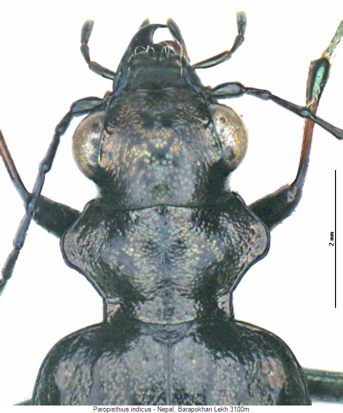 paropisthius_indicus_vk.jpg