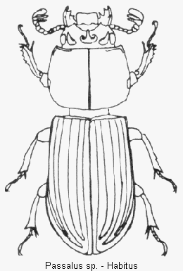 passalus_sp_hab.gif