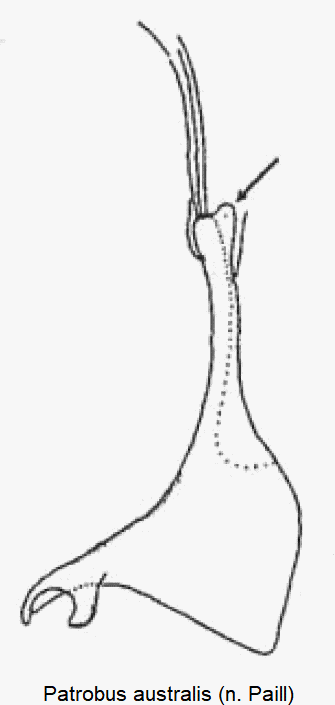 patrobus_australis_pm.gif