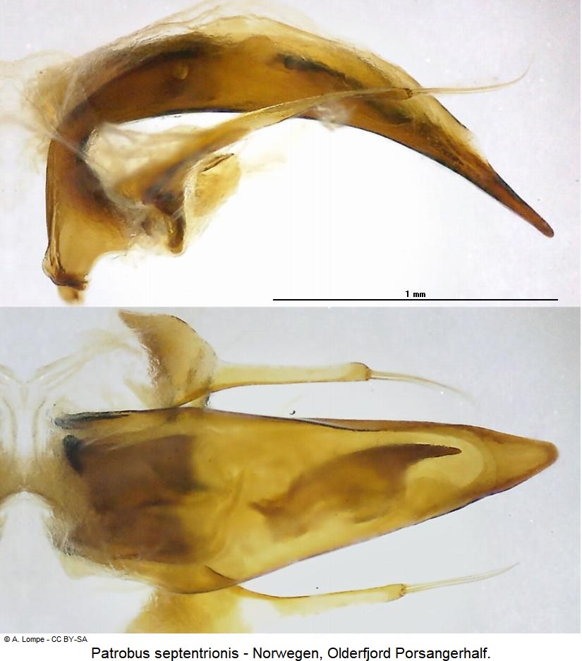 patrobus_septentrionis.jpg