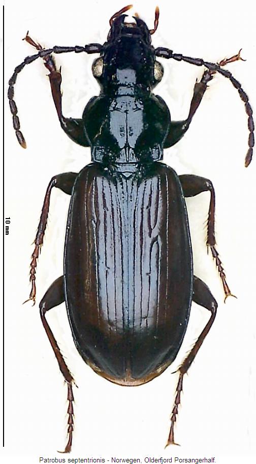 patrobus_septentrionis_hab.jpg