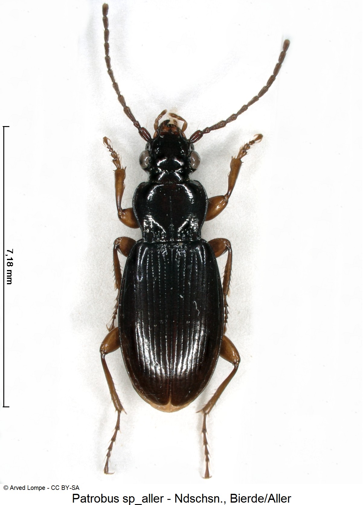 patrobus_sp_aller_ck18577_hab.jpg