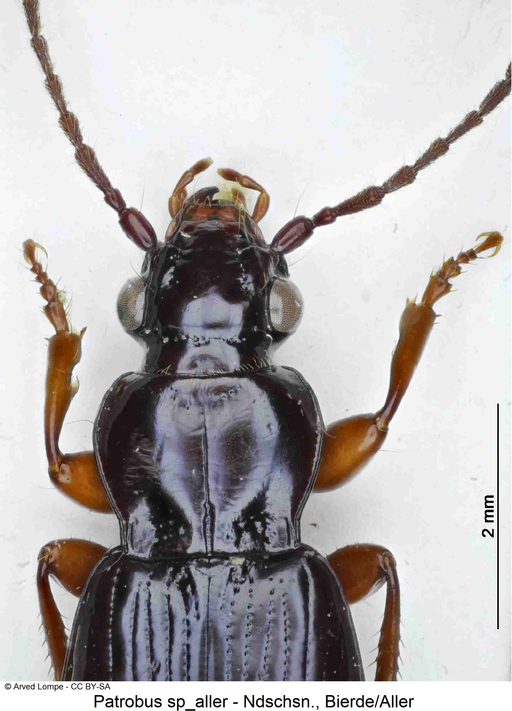 patrobus_sp_aller_ck18577_vk-1.jpg