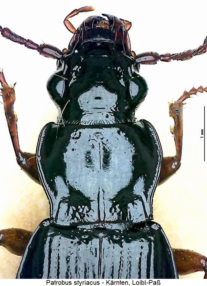 patrobus_styriacus_vk.jpg