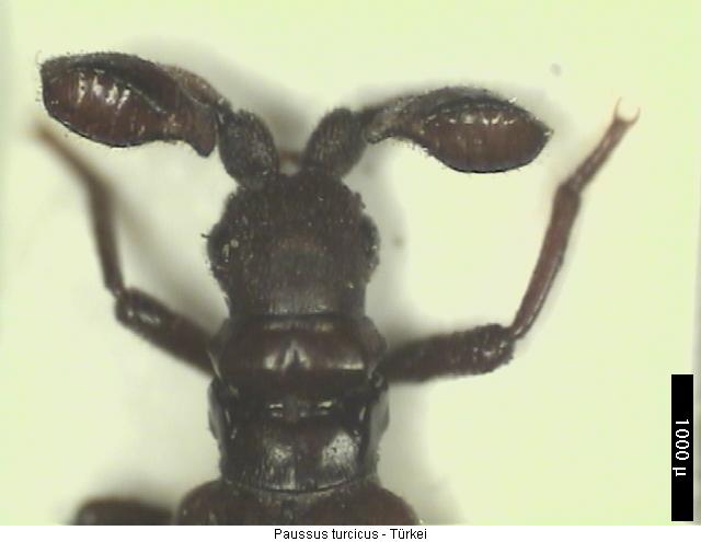 paussus_turcicus_vk.jpg