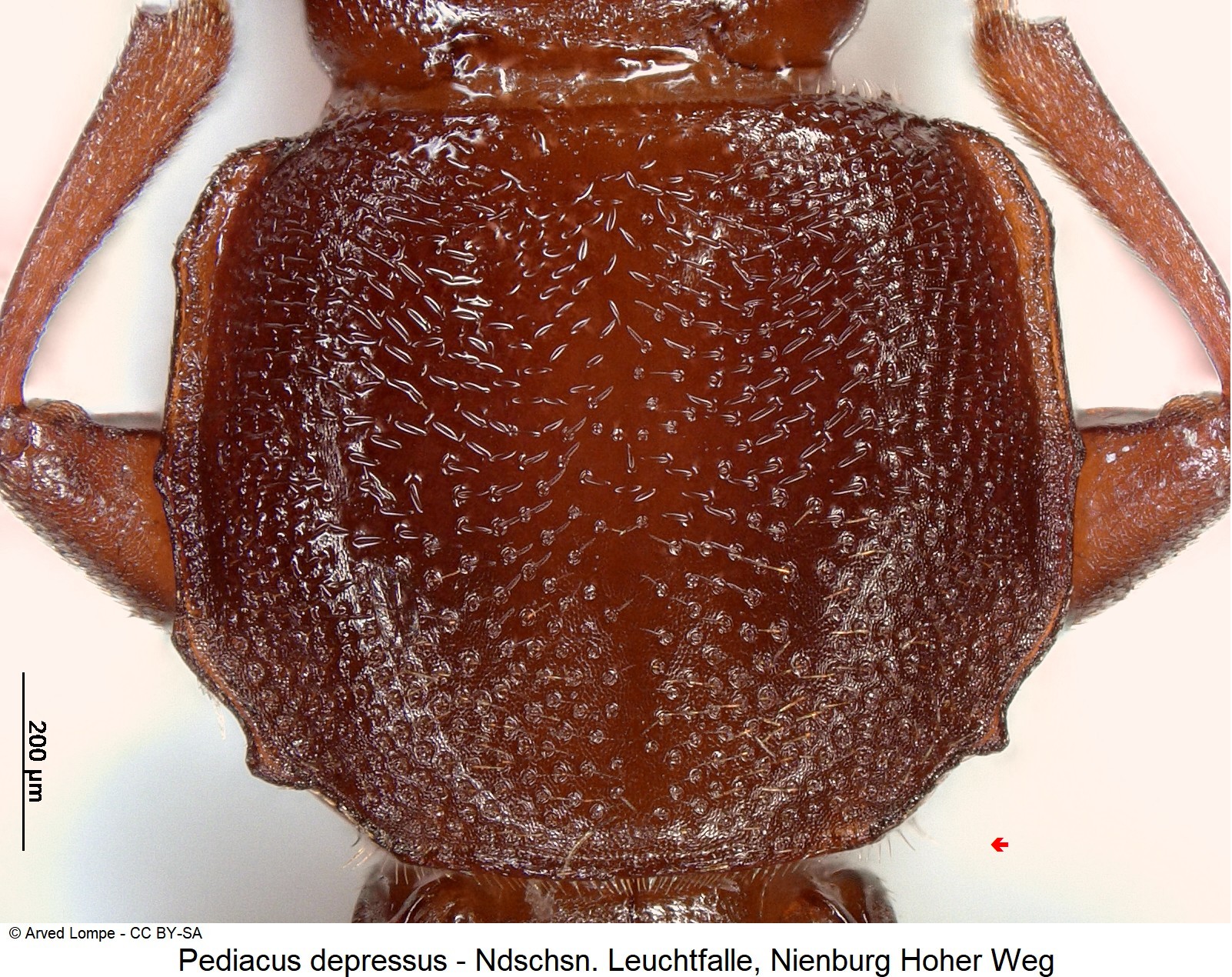 pediacus_depressus_ck35984201_hsch.jpg