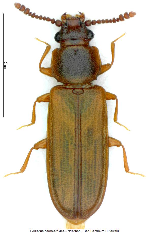 pediacus_dermestoides_hab.jpg