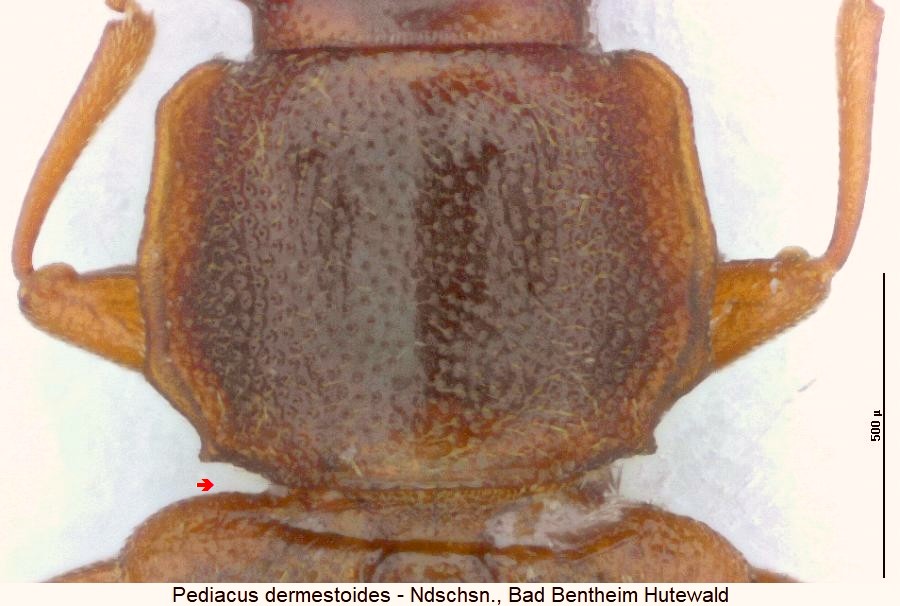pediacus_dermestoides_hsch.jpg