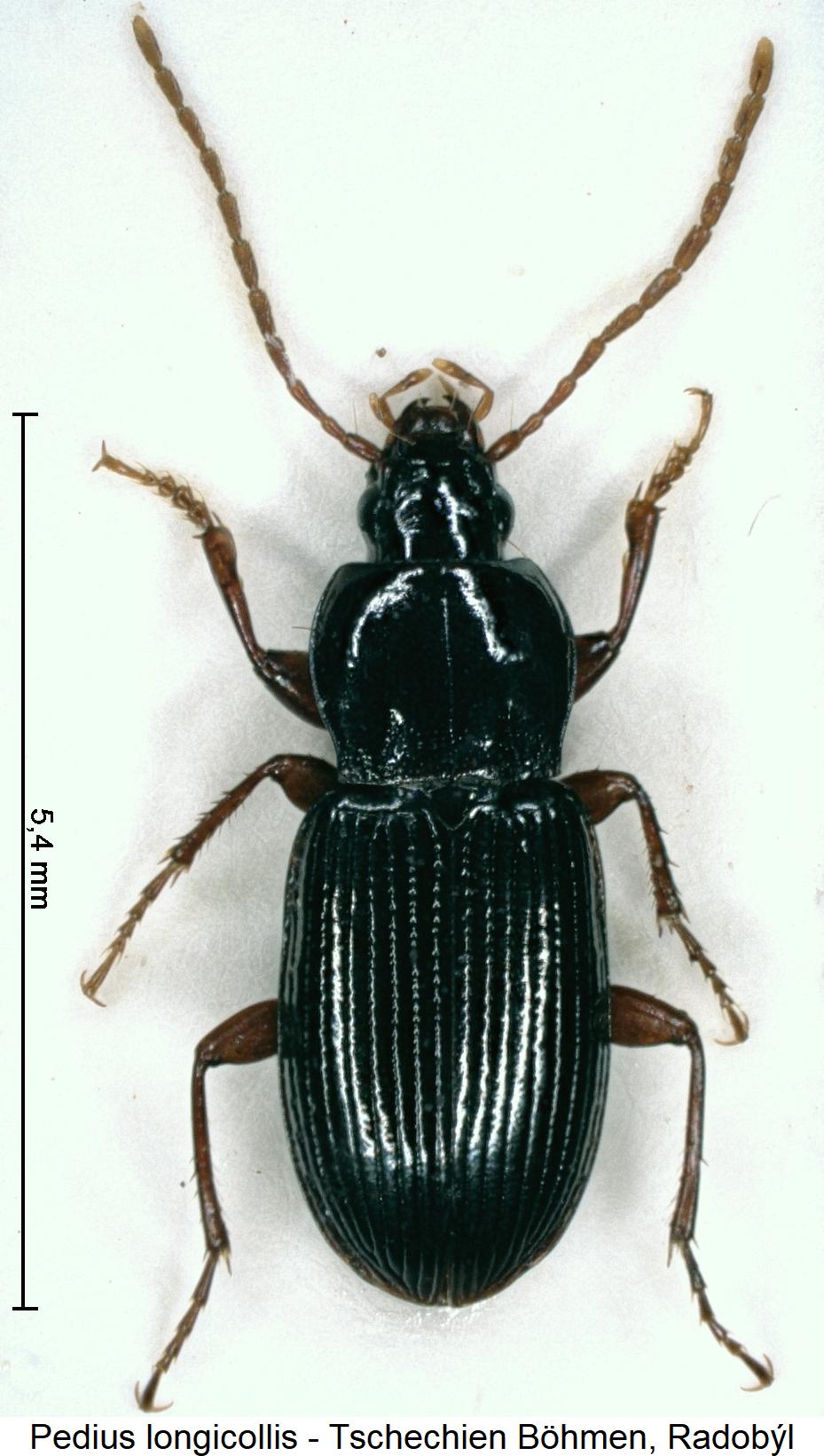 pedius_longicollis_hab.jpg