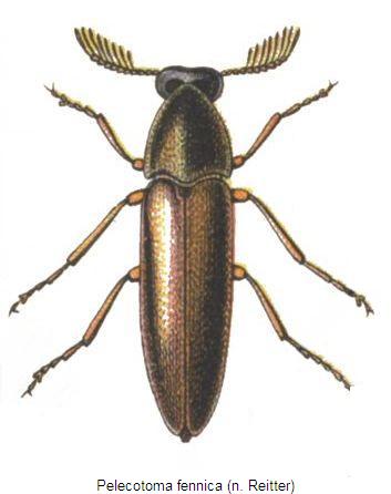 pelecotoma_fennica_hab.jpg