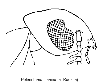 pelecotoma_fennica_k.gif