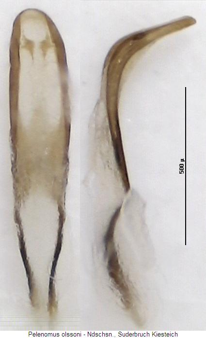 pelenomus_olssoni.jpg